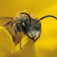 Miner Bee in Daffodil 2 